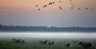 Australien_NZ_Polynesien Australien Northern Territory Bamurro Plains Buffalo-Su