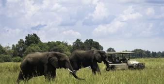 Botswana Linyanti Kings-Pool-Camp Kings_Pool_2015-03-87