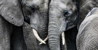 Südafrika Elefant