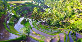 Indonesien shutterstock Asien_Indonesien_Bali_Kintamani_TegalalangRiceTerraces_s