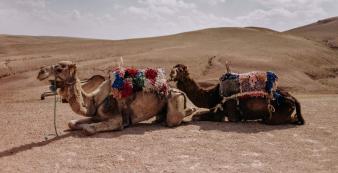Marokko unsplash Agafay_Desert_Kamele_unsplash_1920