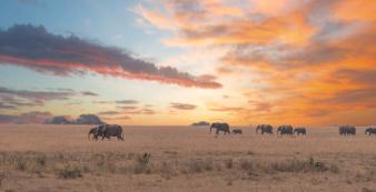 Tanzania shutterstock Tarangire_Elefantengruppe_Sunset_shutterstock_1920