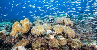 Afrika Malediven Kudadoo Maldives Maldives_Reef_Coral_1600_900-1600x900_1920