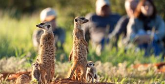 Afrika Südafrika Select Luxury Südafrika Kap bis Kalahari Impression Meerkat©Tsw