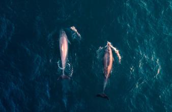 Südamerika Peru Iquitos Pink Dolphins