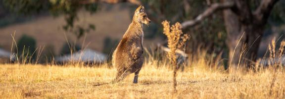 Australien Shutterstock