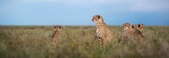 Afrika Tansania Serengeti South Sactuary Kusini Camp