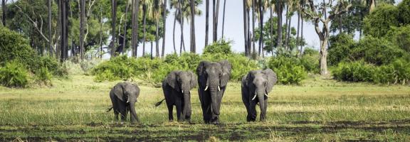 Botswana Okavango Mombo Mombo_2015-12-218