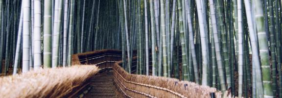 Asien Japan Bambuswald