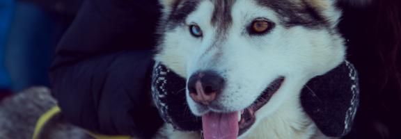Europa Finnland Husky