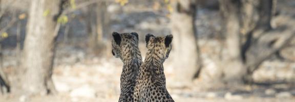 Little Ongava Gepardenpaar