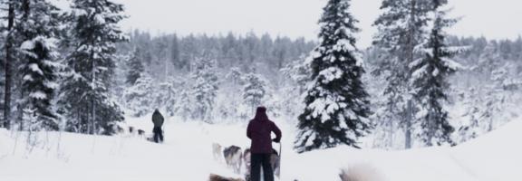 Porsche Ice Driving Experience Schweden Dog Sled