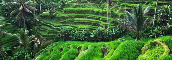 Asien Indonesien Reisfelder