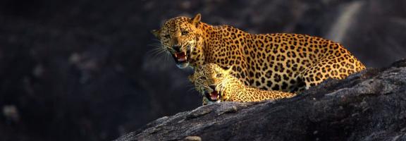 Sri Lanka Wild Coast Tented Lodge