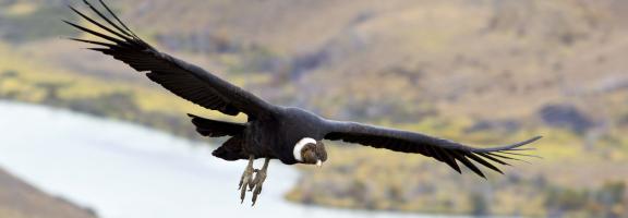 Chile Torres del Paine Greifvogel