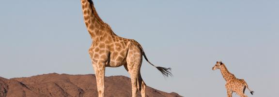 Giraffe mit Kalb in Namibia