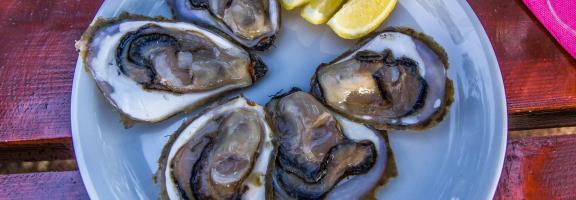 Kroatien oyster2