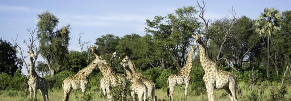 Botswana Okavango Abu-Camp Abu-Seba_2014-04-13