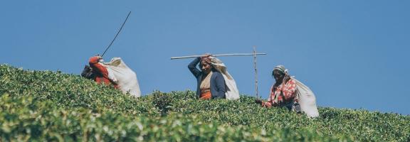 Sri Lanka Uga Hallowella