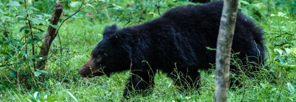 Sri Lanka Yala Nationalpark