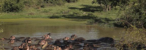 Afrika Tansania Serengeti Grumeti Grumeti Serengeti Tented Camp