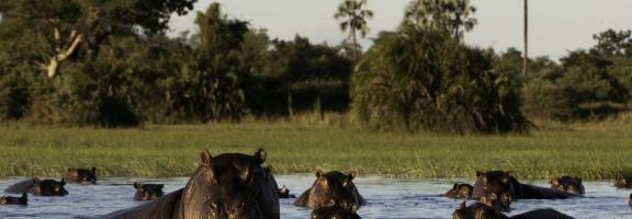 Botswana Okavango Mombo Mombo166