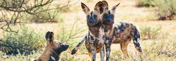 Afrika Südafrika Select Luxury Südafrika Kap bis Kalahari Impression