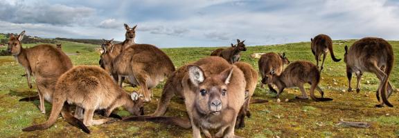 Australien shutterstock