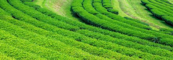 Asien Thailand Teeplantage