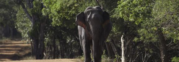 Sri Lanka Yala Nationalpark