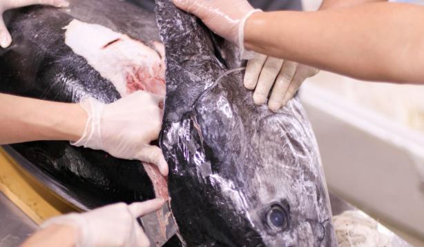 Sushi michael-wave-tokio fish market-unsplash