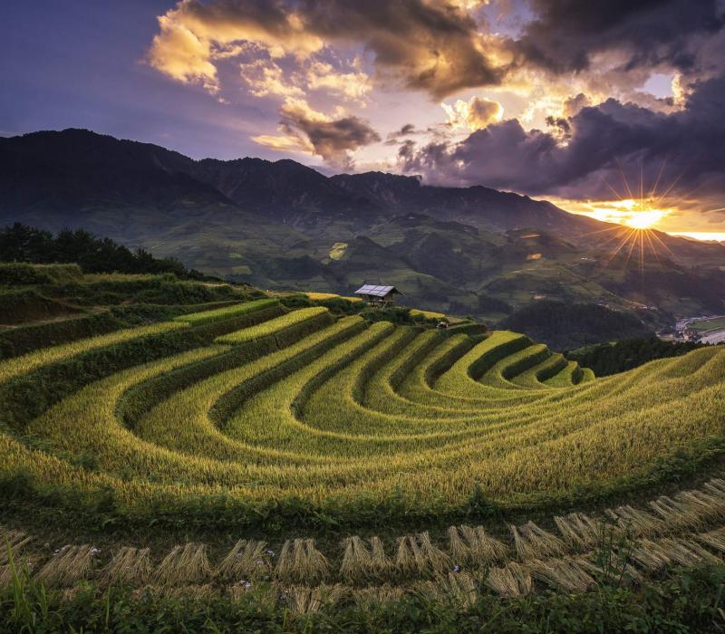 Asien Vietnam Asian Trails Sapa - Ricefields_1920