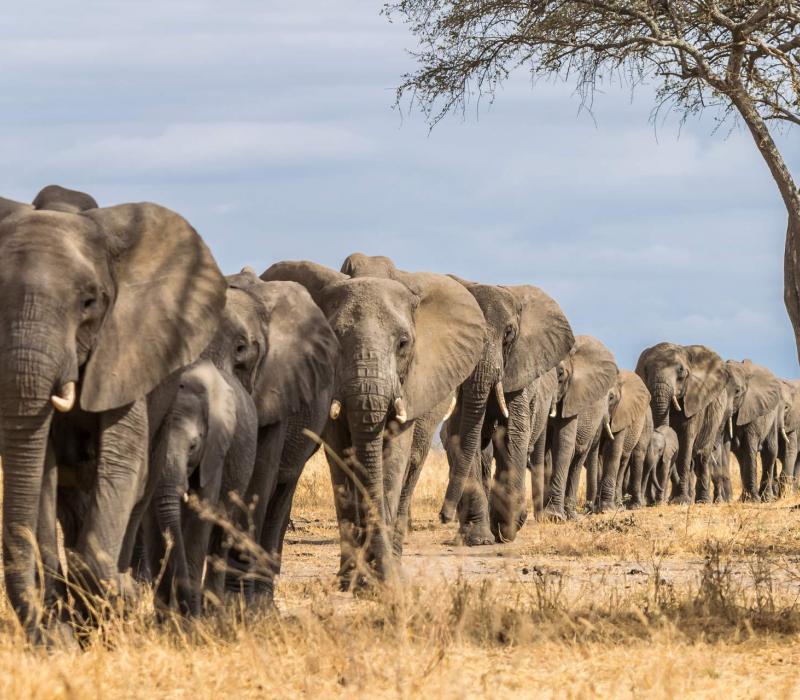 Tanzania shutterstock Tarangire_Elefantenherde_shutterstock_1920