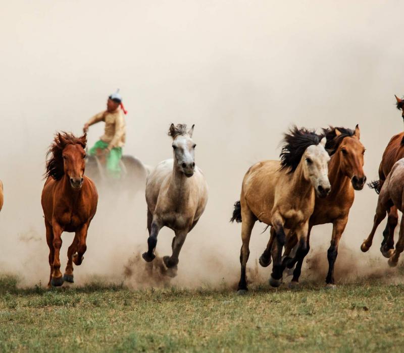 China shutterstock China_Mongolia_Hohhot_MongolianSteppe_Horses_shutterstock_192