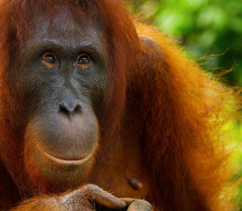 Indonesien shutterstock Asien_Indonesien_TanjungPuting_Orangutan_CloseUp_shutter