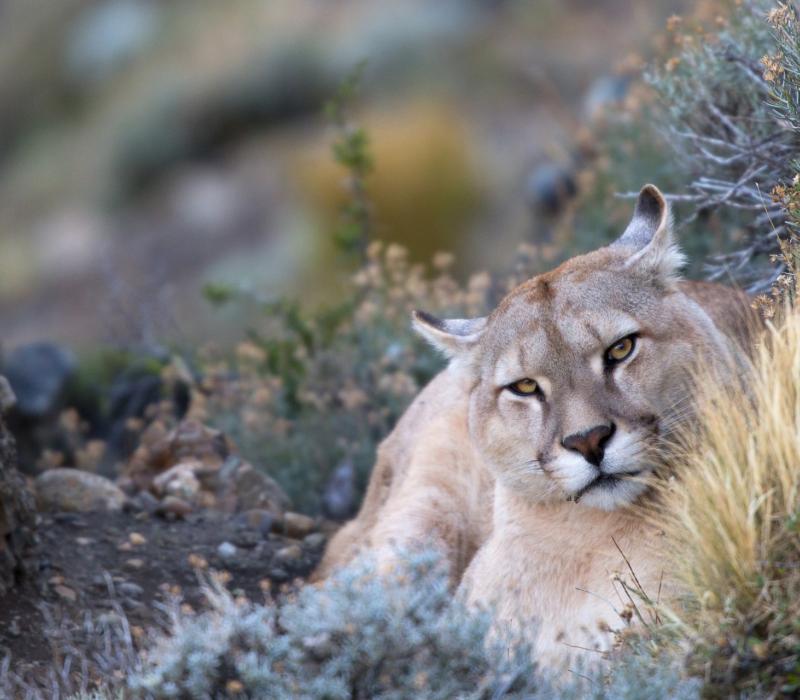 Chile Torres del Paine Puma