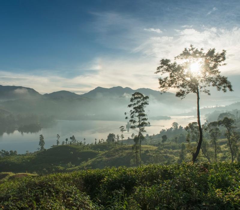 Sri Lanka Ceylon Tea Trails