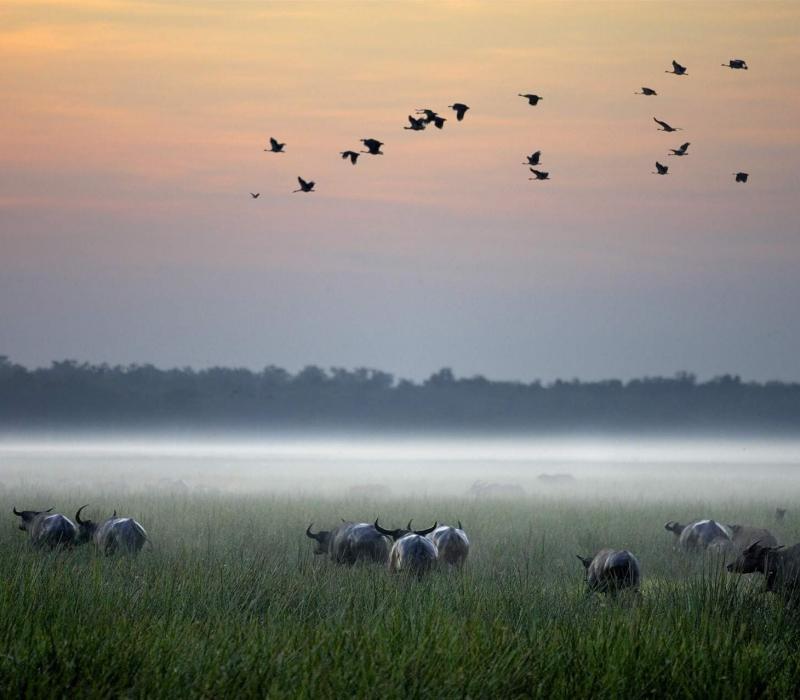 Australien_NZ_Polynesien Australien Northern Territory Bamurro Plains Buffalo-Su