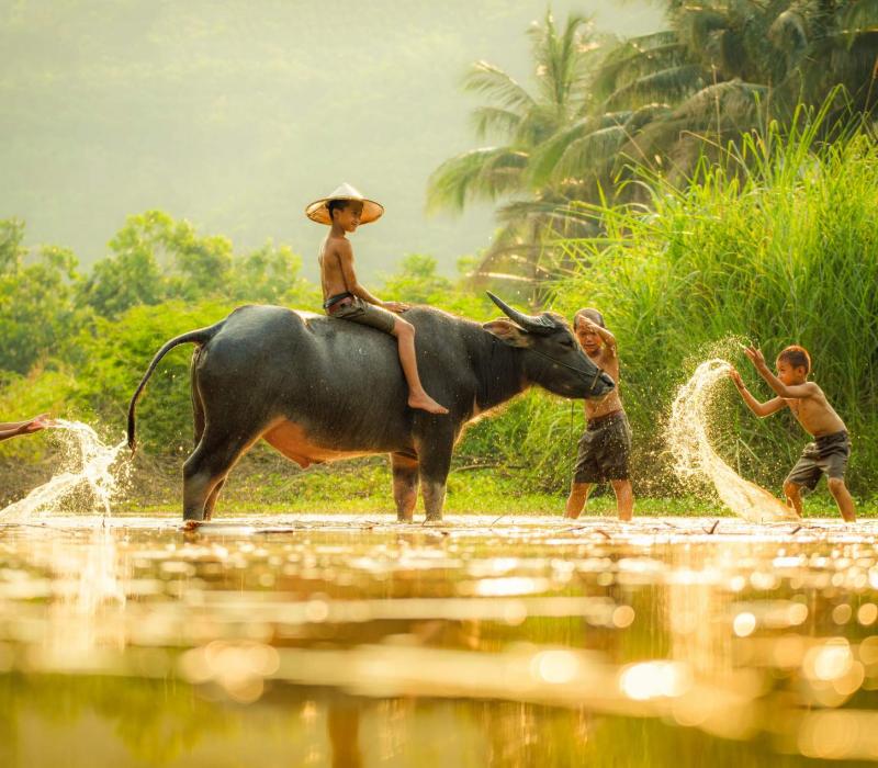Laos shutterstock Asien_Laos_Kuangsi_BuffalaFarm_Kids_shutterstock_1920
