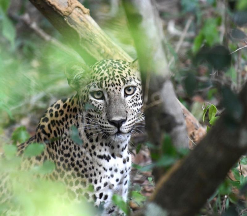 Sri Lanka Yala Nationalpark