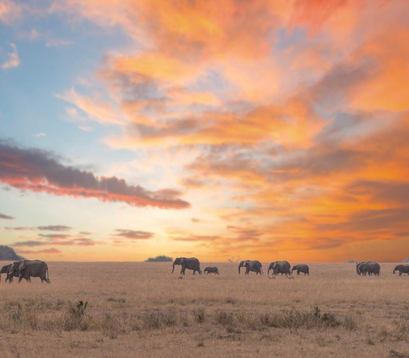 Tanzania shutterstock Tarangire_Elefantengruppe_Sunset_shutterstock_1920