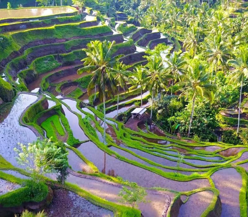 Indonesien shutterstock Asien_Indonesien_Bali_Kintamani_TegalalangRiceTerraces_s